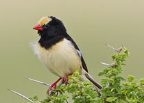 Straw-tailed Whydah