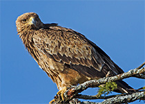 Tawny Eagle