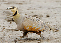 Yellow-throated Sandgrouse