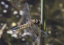 Four-spotted Chaser