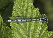 Azure Damselfly