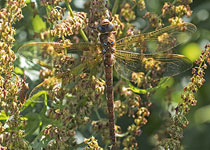 Brown Hawker