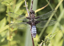 Broad-bodied Chaser