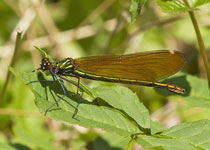 Beautiful Demoiselle