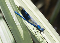 Banded Demoiselle