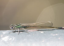 Blue-tailed Damselfly
