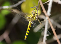 Black-tailed Skimmer
