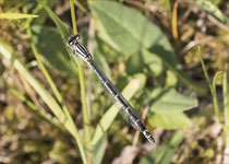 Common Blue Damselfly