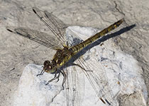 Common Darter