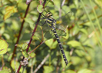 Golden-ringed Dragonfly