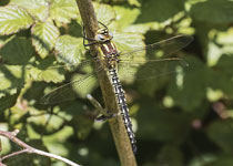 Hairy Dragonfly