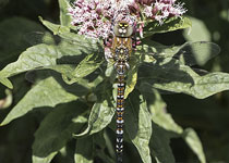 Migrant Hawker