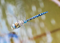 Migrant Hawker