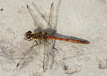 Ruddy Darter