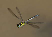 Southern Hawker