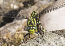 Southern Hawker