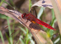 Broad Scarlet Skimmer